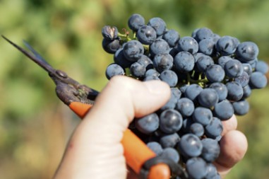 Grundlagen Weinseminar 1 bis 3 zum Paketpreis