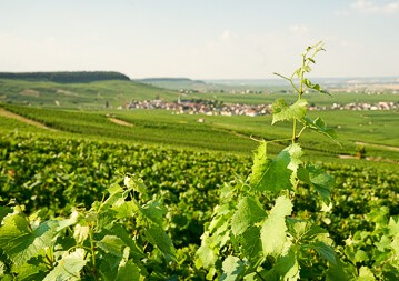 Champagner Seminar - Terroir- & Lagenchampagner