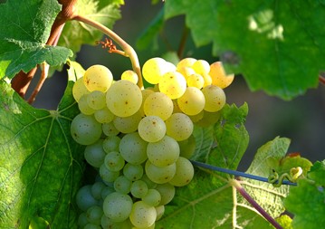 Weißwein Klassiker Weinseminar Weißwein Klassiker Weinseminar